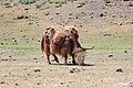 * Nomination Yak at Yolyn Am Canyon, Gobi Gurvansaikhan National Park, Mongolia --Bgag 03:08, 18 March 2024 (UTC) * Promotion  Support Good quality. --Jakubhal 05:05, 18 March 2024 (UTC)