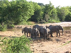 African elephants