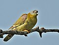 Yellow-footed Green Pigeons (Treron phoenicoptera)- chlorigaster race at Sultanpur I Picture 014.jpg