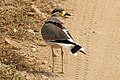 * Nomination Yellow-wattled lapwing (Vanellus malabaricus), Pench National Parka --Charlesjsharp 22:19, 5 January 2018 (UTC) * Promotion Good quality.--Agnes Monkelbaan 05:43, 6 January 2018 (UTC)