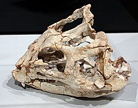 Yinlong skull.jpg