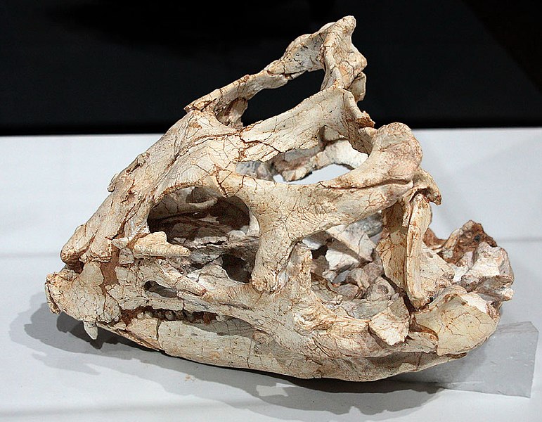 File:Yinlong skull.jpg