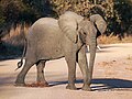 * Nomination Young male African bush elephant (Loxodonta africana) crossing the road, Kafue National Park, Zambia --Tagooty 01:58, 10 August 2023 (UTC) * Promotion  Support Good quality. --JPxG 02:35, 10 August 2023 (UTC)