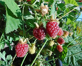 <span class="mw-page-title-main">Youngberry</span> Hybrid cultivar of fruit and plant