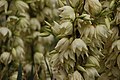 Yucca filamentosa flowers