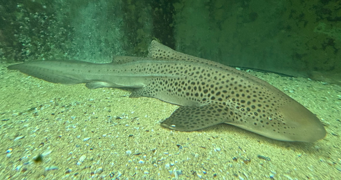 Zebra shark