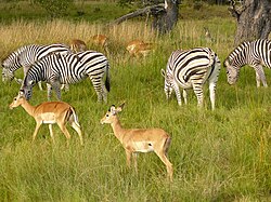 Game area in Chobe National Park