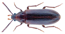 Zilora Zilora ferruginea (Paykull, 1798).png