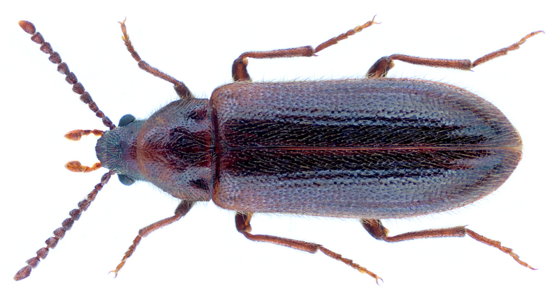 File:Zilora ferruginea (Paykull, 1798).png