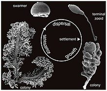 Zoo Life Cycle.jpg