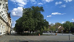 5. května-aukio