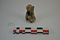 Археологија - астрагал, ручно обрађена кост, налазиште Плочник.jpg