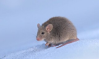 <i>Mus</i> (genus) Genus of rodents