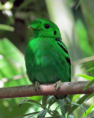 <span class="mw-page-title-main">Green broadbill</span> Species of bird