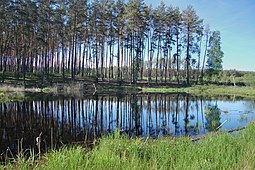 Отражение деревьев в лесном озере.jpg