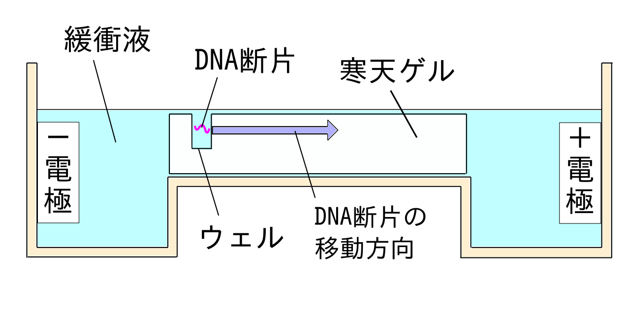 ファイル アガロース電気泳動法 原理図 Svg Wikibooks