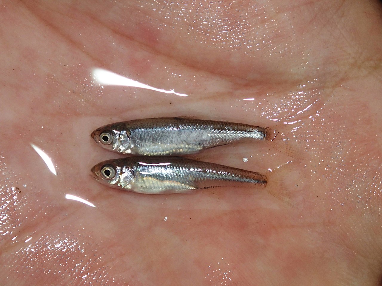 ファイル オイカワ 上 とカワムツ 下 の稚魚 Pas Jpg Wikipedia