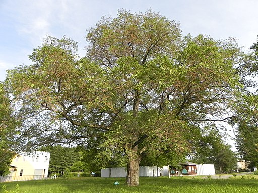 帯広保存樹木 - panoramio