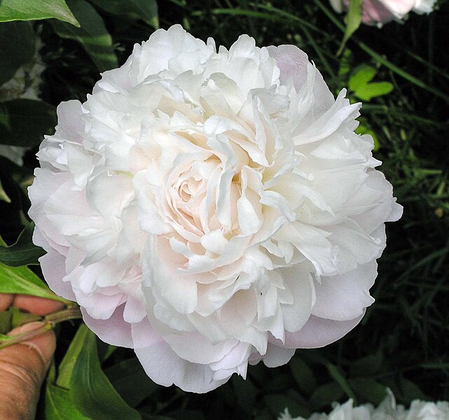 File:芍藥(薔薇型)-玉樓春 Paeonia lactiflora Rose-series -北京景山公園 Jingshan Park, Beijing- (9240226494).jpg