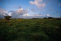 春の夕暮れ、馬毛島に広がる草原（2000年4月）