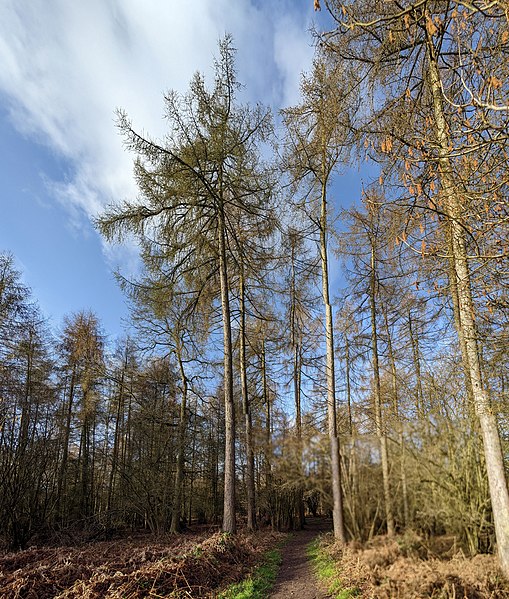 File:-2021-03-26 Larch trees inside Bourne wood, Lincolnshire.jpg