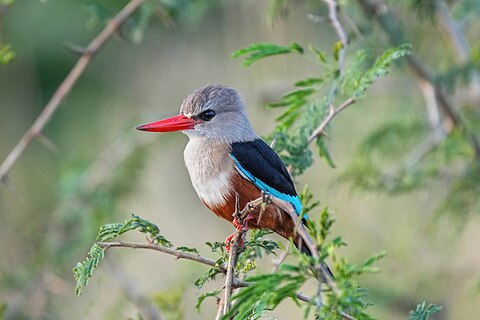 Grey-headed kingfisher at Queen Elizabeth National Park