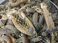 04639jfMantis shrimp Oxyurichthys microlepis fishes Bulacanfvf 02.jpg