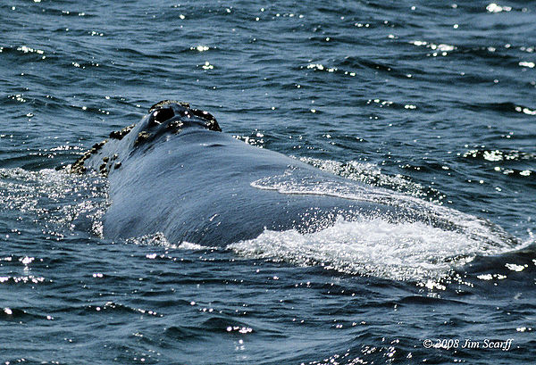 North Pacific right whale, Half Moon Bay, California, March 20, 1982, photo by Jim Scarff