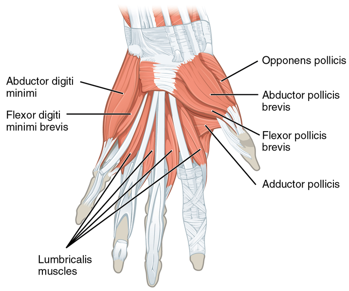 File:1121 Intrinsic Muscles of the Hand Superficial sin.png