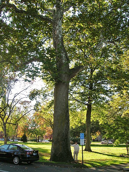 File:1812 Sycamore, Fairfield, CT - October 22, 2012.jpg