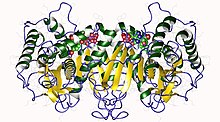 Modèle tridimensionnel de l'enzyme