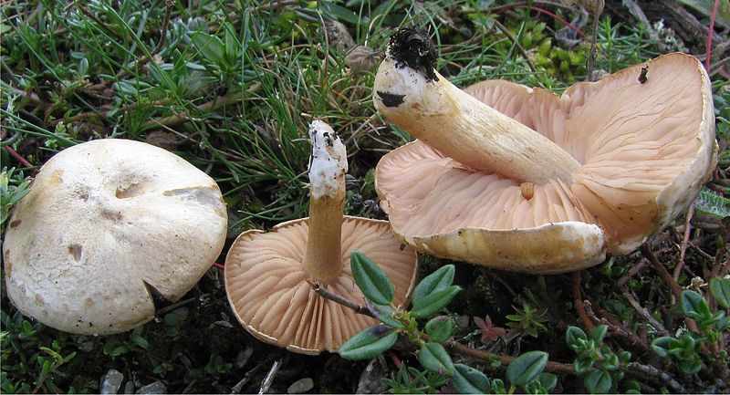 File:2009-10-01 Entoloma excentricum 29531.jpg