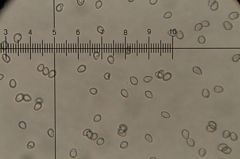File:2012-06-20 Chlorophyllum molybdites (G. Mey.- Fr.) Massee 229475.jpg