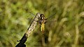 * Nomination Plattbauch (Broad-bodied Chaser), Weibchen (female) - Libellula depressa oder Platetrum depressum. --Hockei 13:44, 30 March 2013 (UTC) * Promotion Very good --Nino Verde 13:54, 30 March 2013 (UTC)