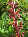 4 Rumex