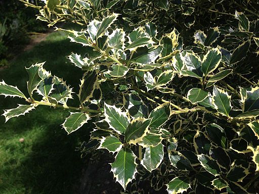 2014-08-29 13 46 38 Variegated English Holly at the Pinelands Preservation Alliance headquarters in Southampton Township, New Jersey