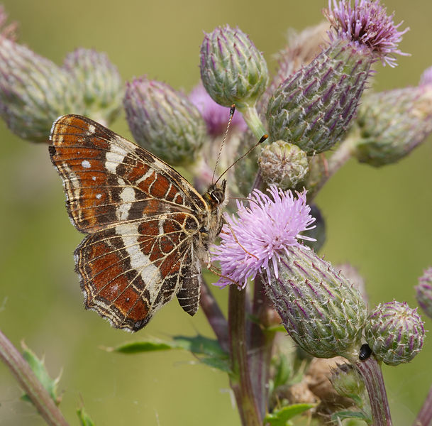 File:2014.07.06.-09-Sprotta--Landkaertchen-zweite Generation.jpg