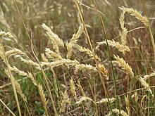 20150628Anthoxanthum odoratum3.jpg