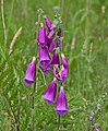 Roter Fingerhut - Digitalis purpurea