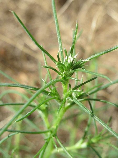 File:20170730Kali tragus1.jpg