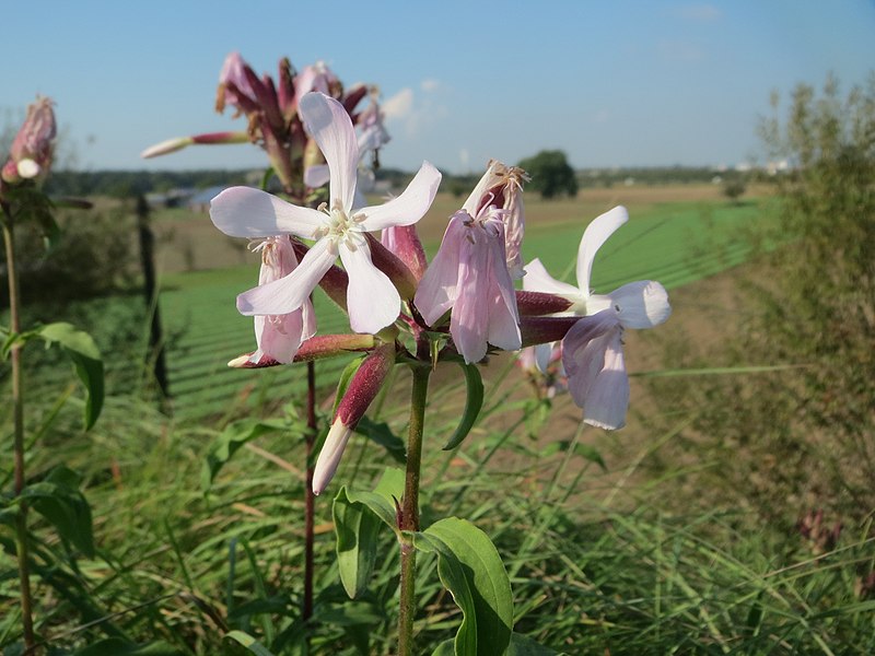 File:20170927Saponaria officinalis1.jpg