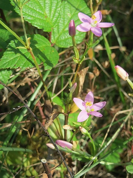 File:20171001Centaurium erythraea3.jpg