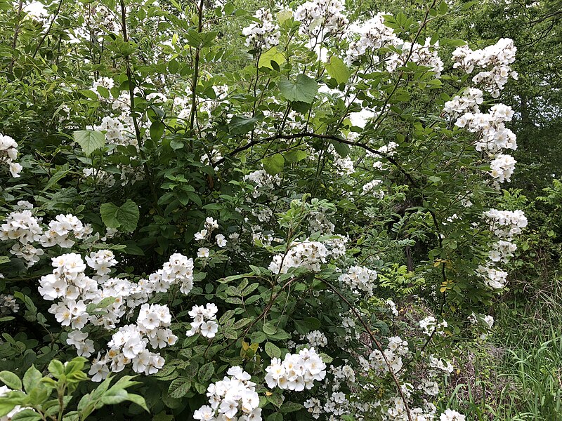 File:2020-05-20 08 20 20 Multiflora Rose flowers along a walking path within Horsepen Run Stream Valley Park in Oak Hill, Fairfax County, Virginia.jpg