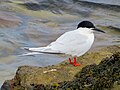 St Mary's Island, Northumberland, UK