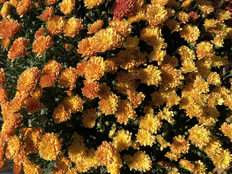 File:2023-11-06 10 44 15 Orange Chrysanthemums at Erini Restaurant in the Mountainview section of Ewing Township, Mercer County, New Jersey.jpg