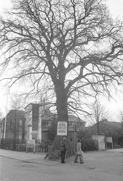 File:250-jährige Eiche in der Fritz-Reuter-Straße, Ecke Steenbarg in Friedrichsort (Kiel 65.685).jpg