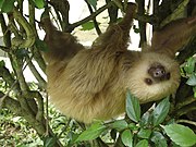 Brown sloth