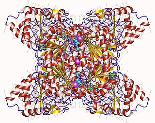 <span class="mw-page-title-main">Tartronate-semialdehyde synthase</span>