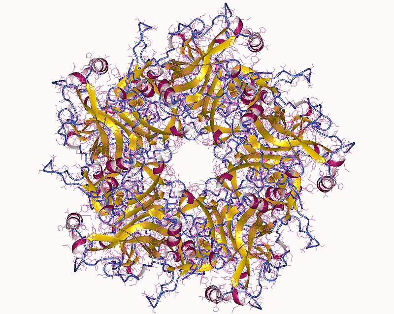 human papillomavirus infection effects