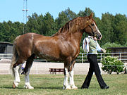 Cob walijski (Welsh D)